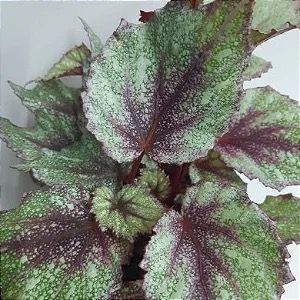BEGONIA