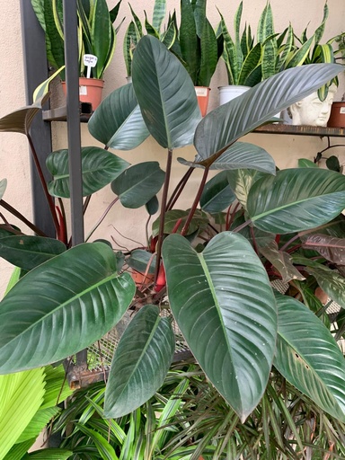 FILODENDRON CONGO