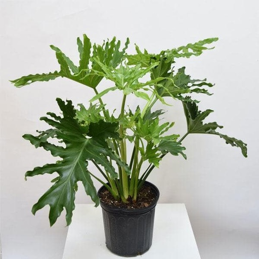 [PHI02701] FILODENDRON MACETA 27