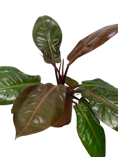 FILODENDRON WENDEMY