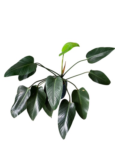 FILODENDRON TYLARAN