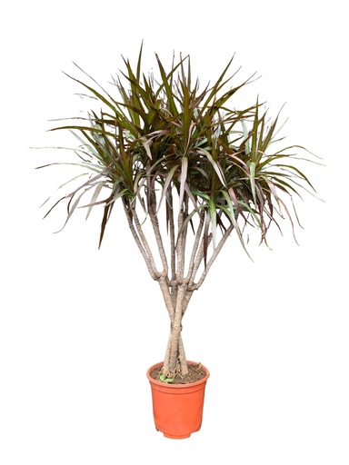 MARGINATA