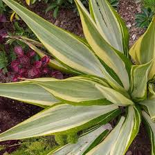 AGAVE VARIEGADO