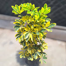 CHIFLERA