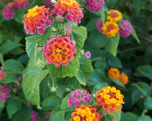 LANTANA