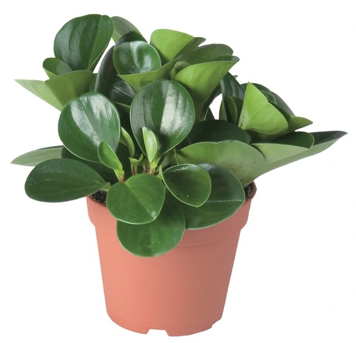 PEPPEROMIA PEQ