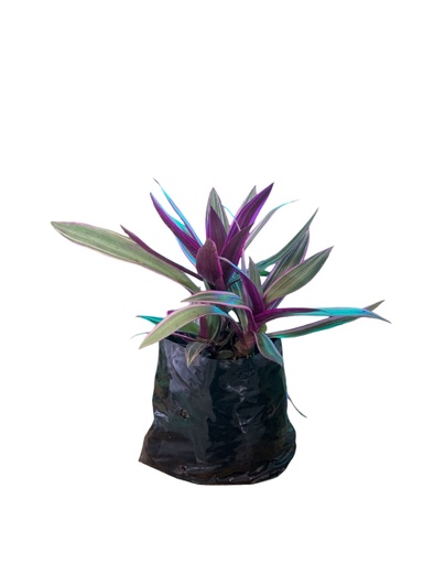 CUNA DE MOISES VARIEGADO