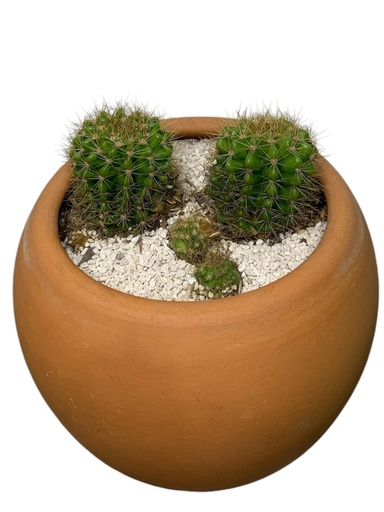 CACTUS ECHINOPSIS