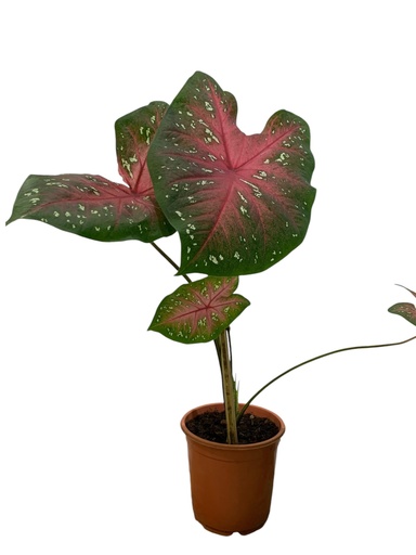 CALADIUM