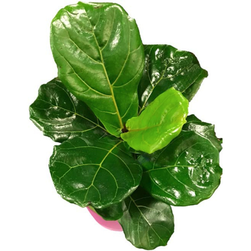 [FICSTD306] FICUS LYRATA PEQ