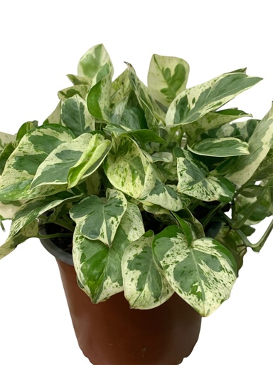 [MIL01401] POTHOS GLACIER