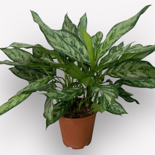 AGLAONEMA MACETA 24