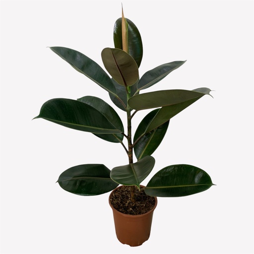 [FICSTD3] FICUS BURGUNDY MED