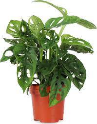MONSTERA ADANSONII