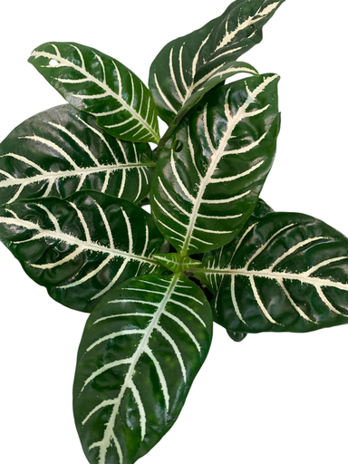 APHELANDRA VERDE