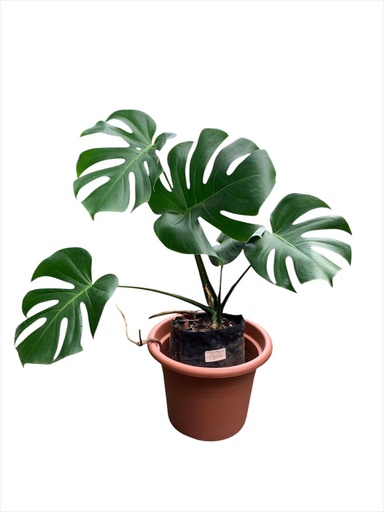 MONSTERA PEQ