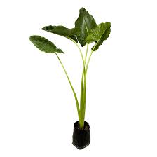 HOJA ELEGANTE