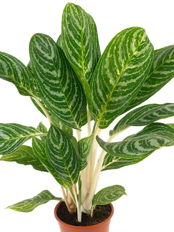 AGLAONEMA PUNTA DIAMANTE