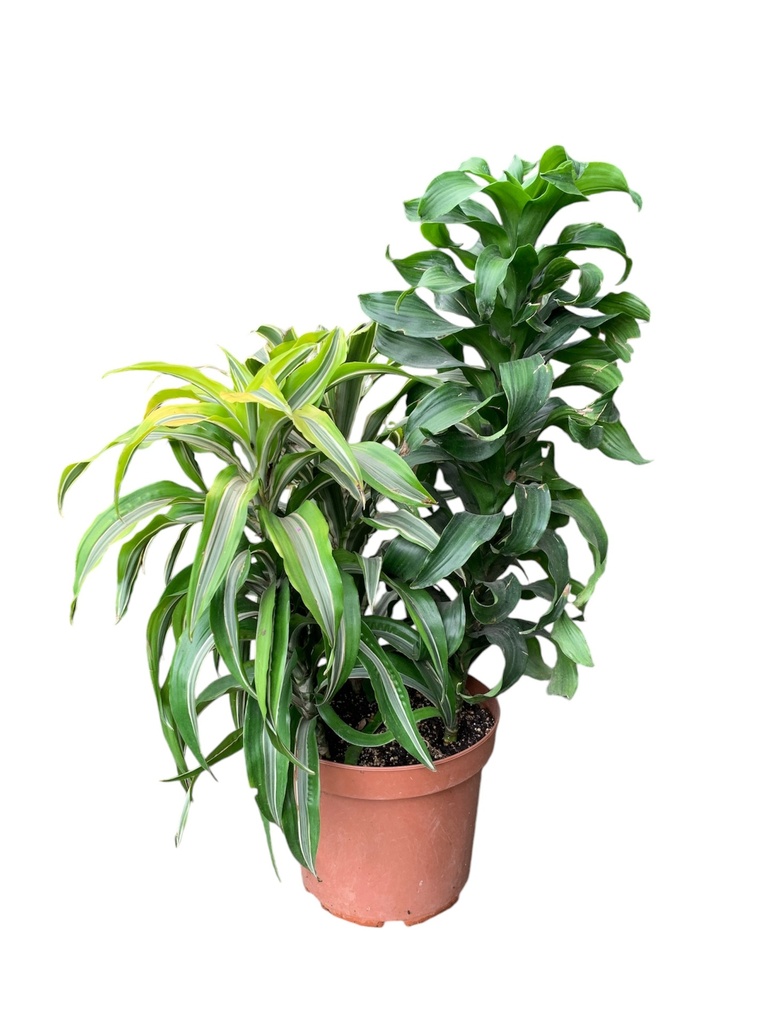 TRIO DE DRACAENAS