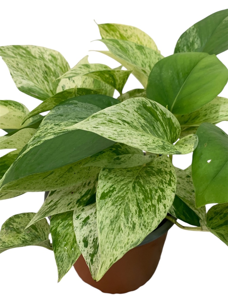 POTHOS MARBLE QUEEN
