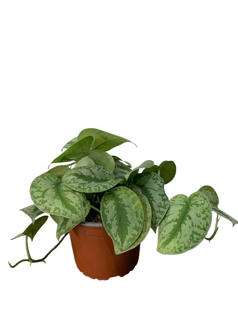 POTHOS SILVER