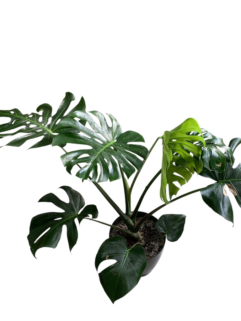 MONSTERA