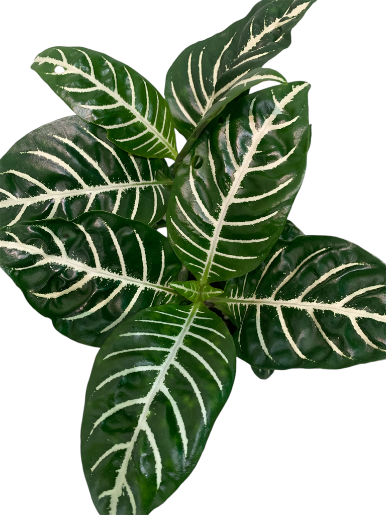 APHELANDRA VERDE