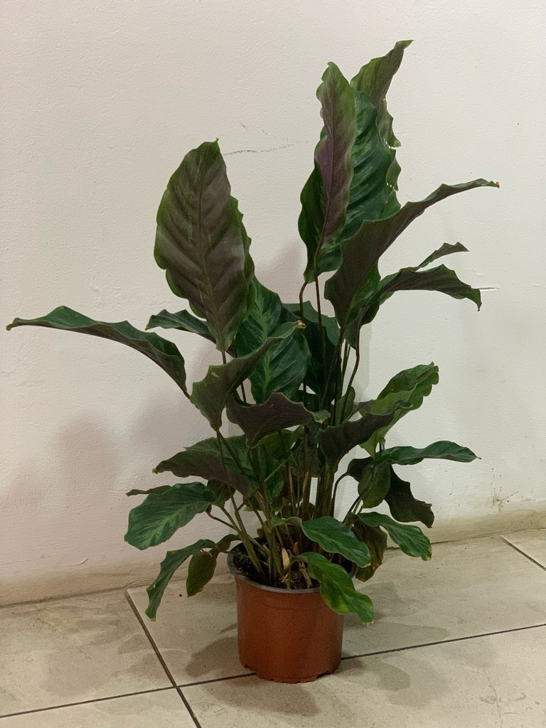 CALATHEA MACETA 14