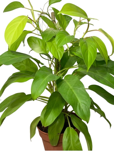 FILODENDRON LEMON