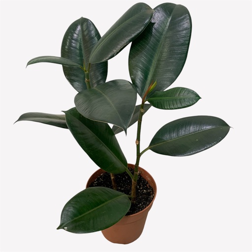 FICUS BURGUNDY