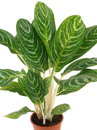 AGLAONEMA PUNTA DIAMANTE