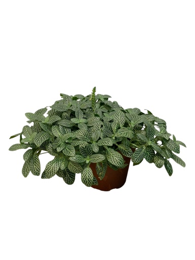 FITTONIA VERDE