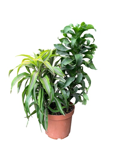 TRIO DE DRACAENAS