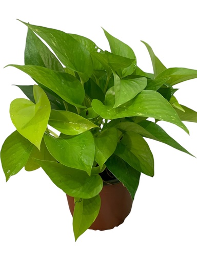POTHOS NEON