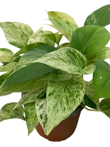 POTHOS MARBLE QUEEN