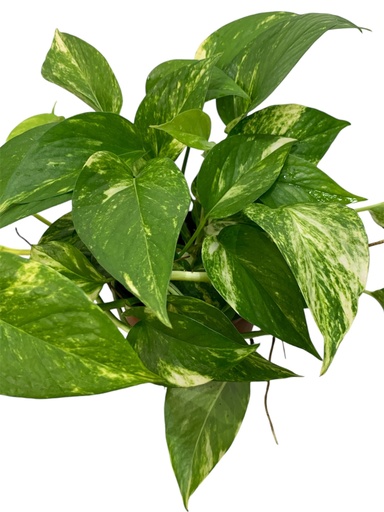 POTHOS GOLDEN