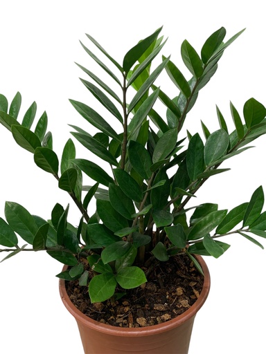 ZAMIA