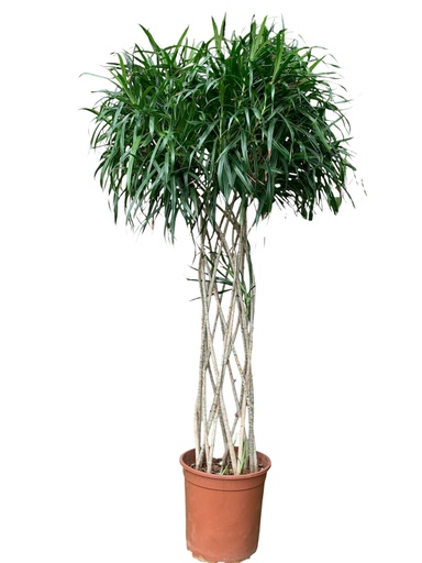 PLEOMELE ANITA TRENZA