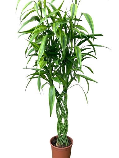 SANDERIANA ONDULADA 1FT