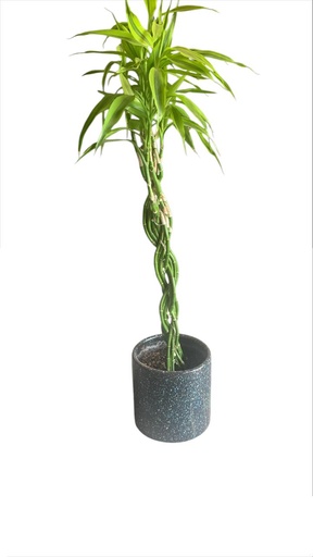 SANDERIANA CRUZADA 1FT