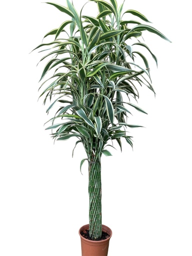SANDERIANA TORNILLO BLANCO 1FT