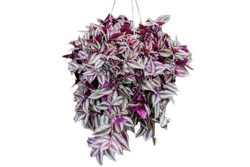 TRADESCANTIA CANASTA