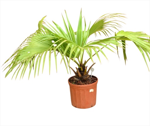 CHINENSIS