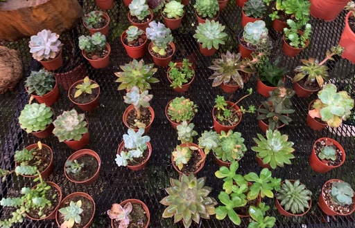 SUCULENTA