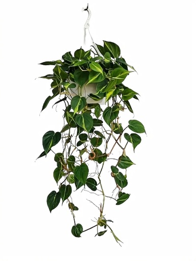 CANASTA POTHOS BRASIL