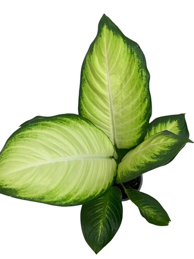 DIFFENBACHIA JIMENA