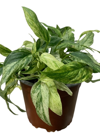 POTHOS MINT
