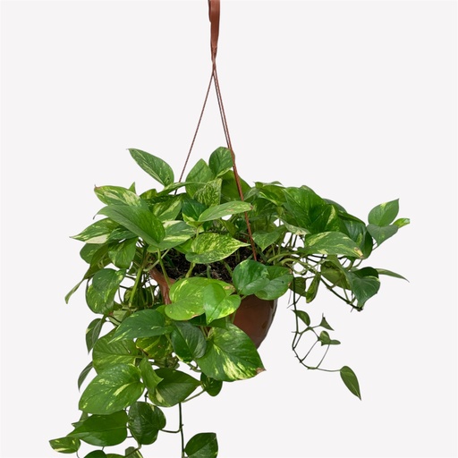 CANASTA POTHOS GOLDEN