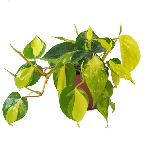 POTHOS BRASIL