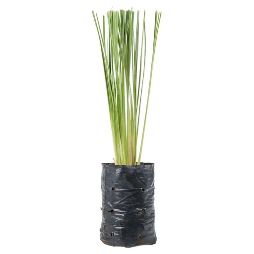 Vetiver